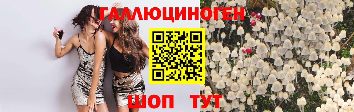 Псилоцибиновые грибы Psilocybine cubensis Киров